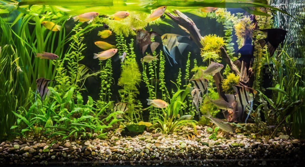 Akvarie med fisk